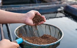 Россия планирует вдвое увеличить производство рыбных кормов