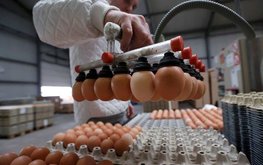 Лидерство в топе производителей яиц в РФ сохранила Ленинградская область