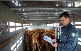 Утверждены единые ветеринарные сертификаты для стран ЕАЭС
