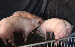 В США одобрили использование генномодифицированных свиней в качестве пищи