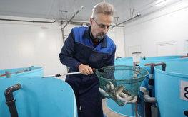 Российские ученые разработали технологию получения биопротеина для аквакультуры