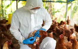 Евросоюз одобрил кормовую добавку на основе бактериофагов для птицеводства
