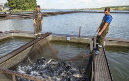 В Нижегородской области увеличились объемы производства товарной рыбы