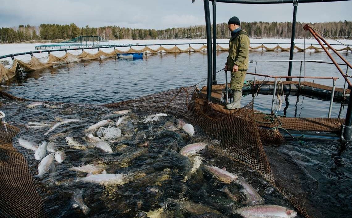 Северо-Западный округ стал лидером по производству аквакультуры в России