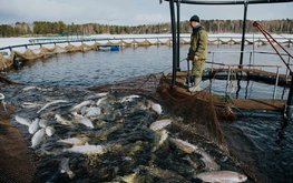 Северо-Западный округ стал лидером по производству аквакультуры в России