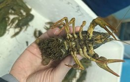 Длиннопалому раку подбирают лучший дом в аквакультуре
