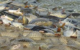 На Новгородчине внедряется и развивается аквакультура