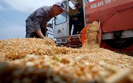 Россельхознадзор выпустил видеоинструкцию для регистрации экспортеров зерновой продукции в китайской системе CIFER