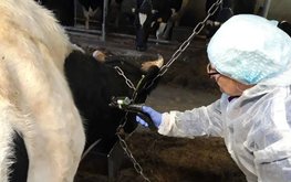 Новый метод выявления вируса лейкоза КРС разработали в Казахстане