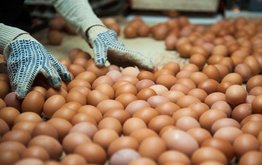 Производство яиц в РФ в июле выросло на 3,4%