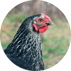 Buy food for poultry - Agro-Matik