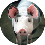Корм для свиньи купить — Агро-Матик