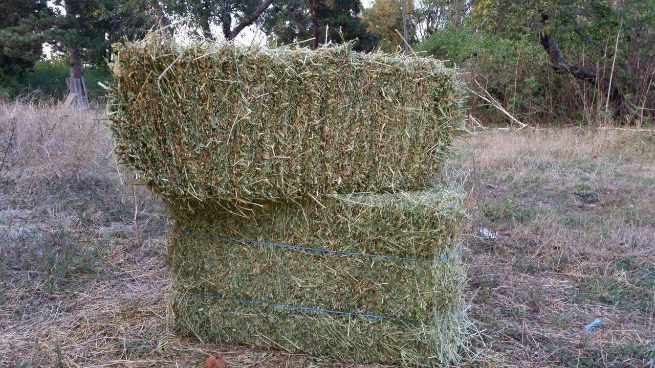 Сено люцерны. Сено (Клевер+люцерна) 1 тюк. Солома 120 тюк. Сено тюк 200*80*60. Люцерна трава тюкование.