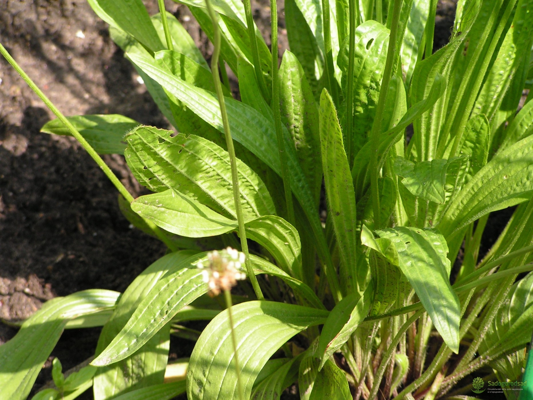 Видео подорожника. Plantago Magna. Подорожник. Подорожник оленерогий. Подорожник КОРНУТА.