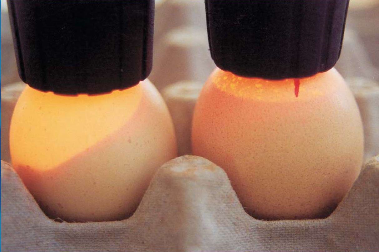 Овоскопирование куриных яиц на 7 день фото