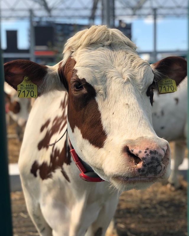 32 коровы прибыли на первую в мире плавучую молочную ферму / Агро-Матик #1