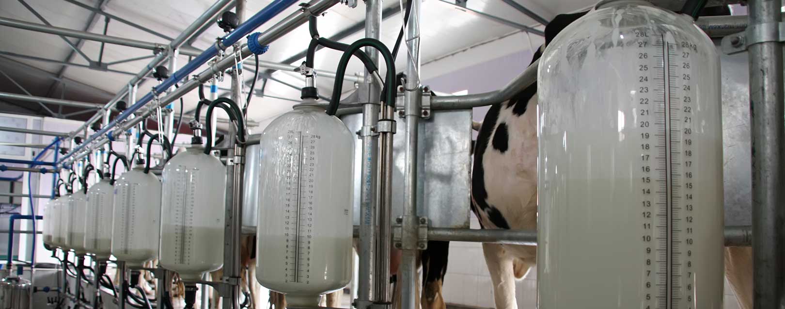 Молоко полученное от коровы 5. Производство молока. Резервуар для хранения молока. Производство сырого молока. Производство молочной продукции.