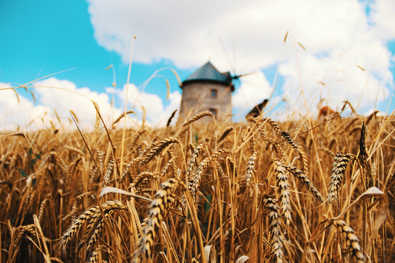 Пшеничное поле во Франции
