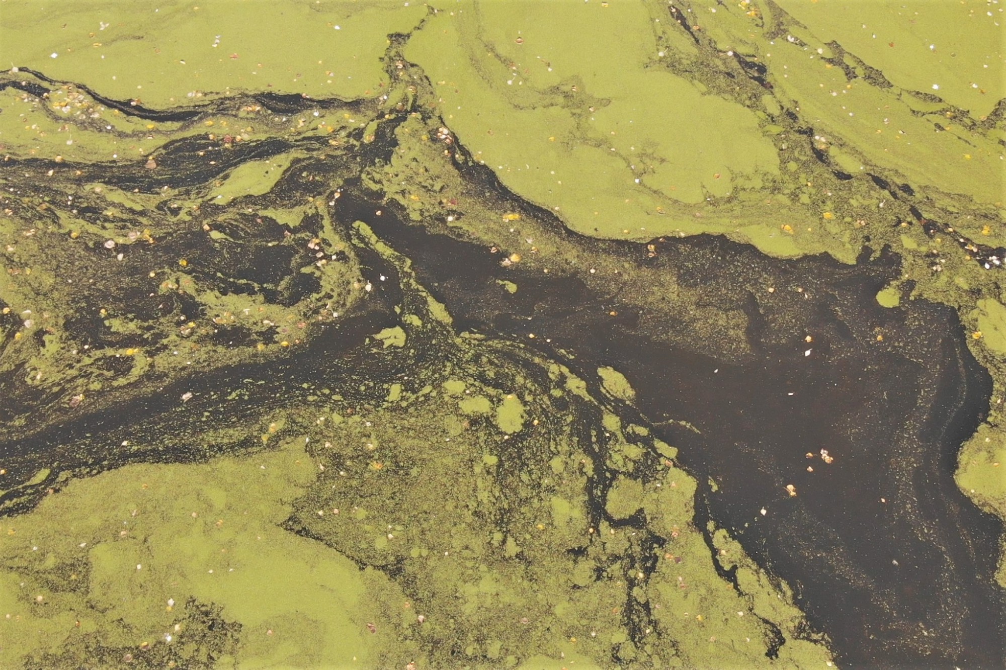 Встряска для ряски: «Агро-Матик» помогает очистить водоемы от водорослей / Агро-Матик #1