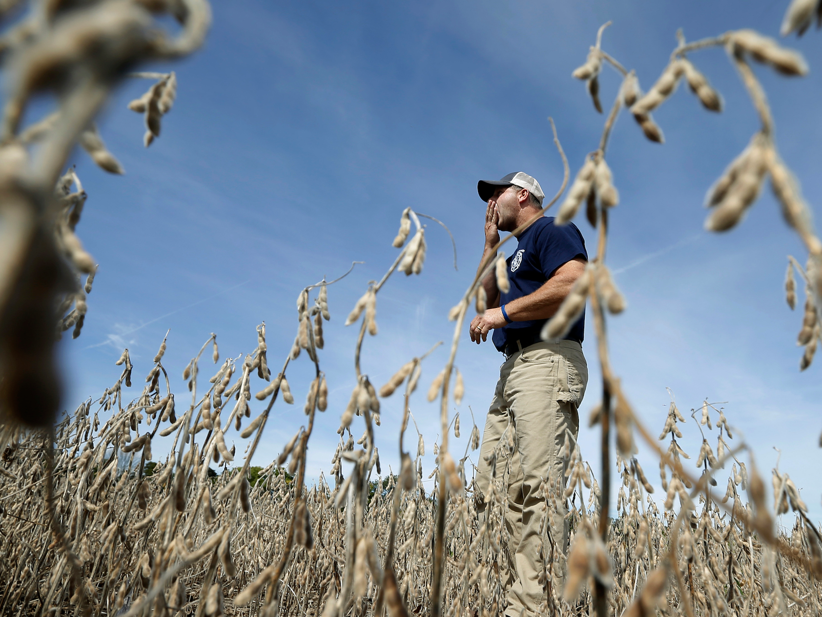 Продолжает расти. Сельское хозяйство сои США. Соя. Сои США. Harvest in the USA фото.