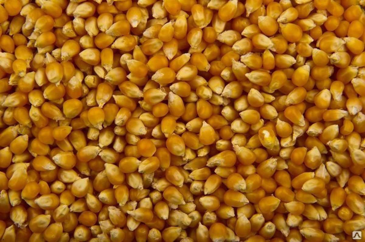 Семена кукурузы кормовой