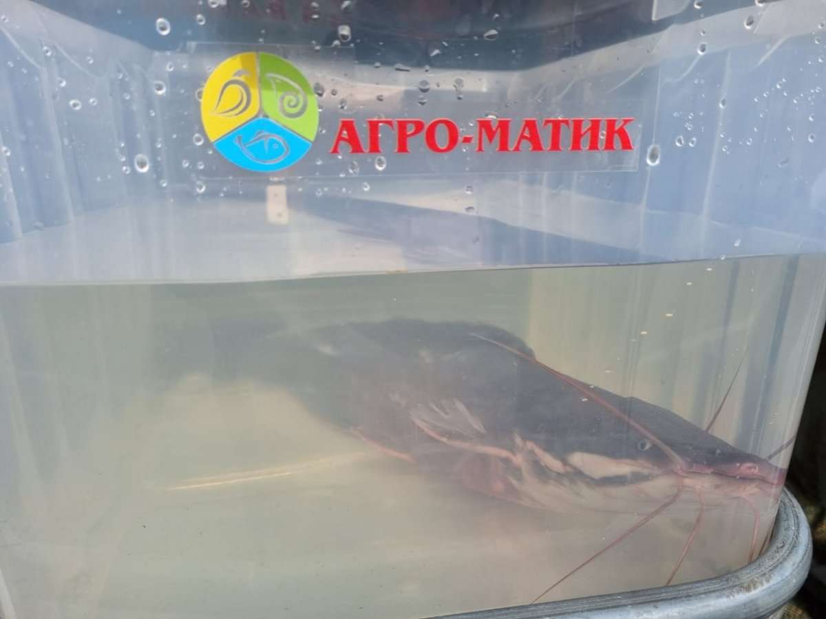 «Агро-Матик» на фестивале «Корюшка идёт»